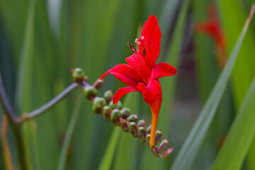 Red Crocosmia Solo 02