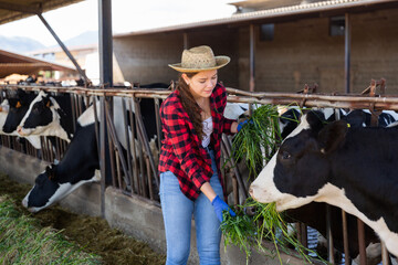 Diligent young girl farmer working on dairy farm in cowshed, feeding cows
