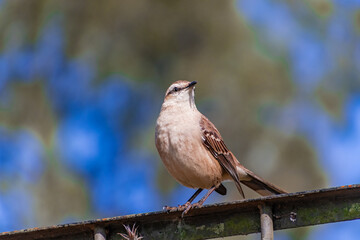 Calandria en el jardín. Canelones, Uruguay