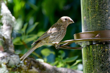 Finch at Feeder 03