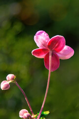 Anemone Flower