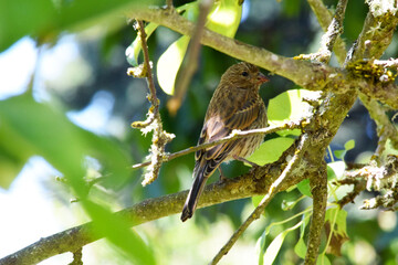 Finch on Branch 09