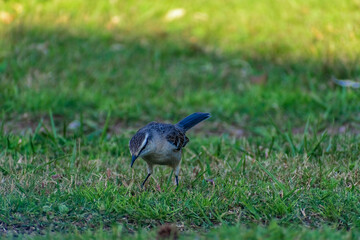 Calandria en el jardín. Canelones, Uruguay