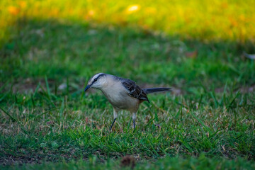 Calandria en el jardín. Canelones, Uruguay