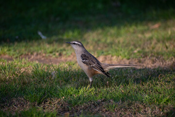 Calandria en el jardín. Canelones, Uruguay