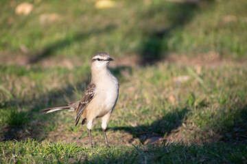 Calandria en el jardín. Canelones, Uruguay