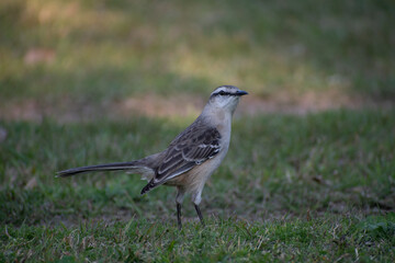 Obraz premium Calandria en el jardín. Canelones, Uruguay