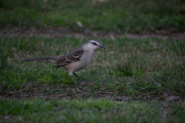 Calandria en el jardín. Canelones, Uruguay