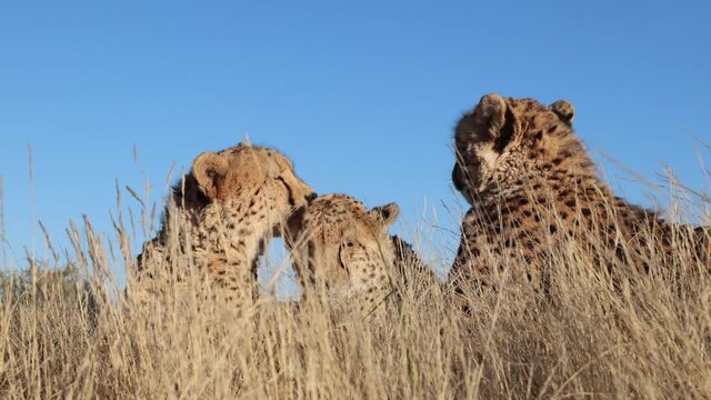 Closeup: Cheetah licks clean ear of sibling in golden savanna grass