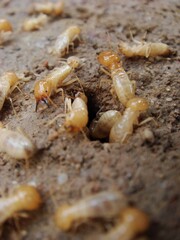 closeup photo of termites white ants near the hole