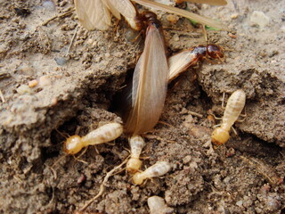 closeup photo of termites white ants near the hole