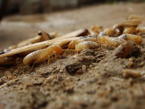 closeup photo of termites white ants near the hole