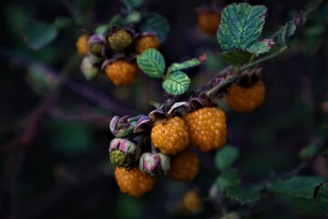 golden wild fruit