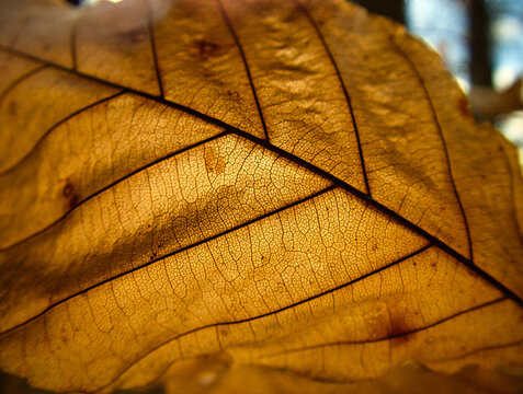 Golden fall leaf backlit closeup view of veining and texture