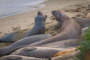 animals, Beach, Califoenia Central Coast, company, Elephant seals, e-seals, females, huddle, huge, mammals, marine, molting, Nothern, piedras Blancas