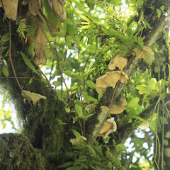 Vida Natural na mata atlântica