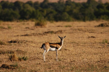 Impala living in Masai Mara, Kenya