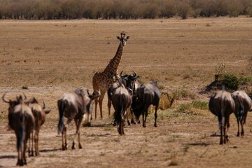 Fototapeta na wymiar Giraffe meets gnu herds