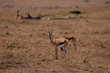 Impala living in Masai Mara, Kenya
