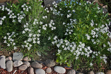 High angle view of flower garden of residential house