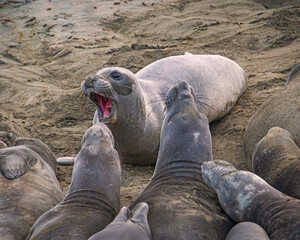 animals, Beach, Califoenia Central Coast, company, Elephant seals, e-seals, females, huddle, huge, mammals, marine, molting, Nothern, piedras Blancas