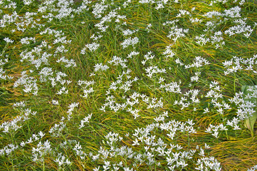 Scenics - nature of wild flower in springtime