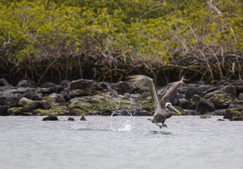 A Galapagos Brown Pelican taking off of the water