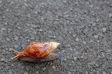 Closeup of a large brown snail on a dark gravel background with ample copy space above snail.