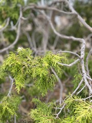 branches of a tree