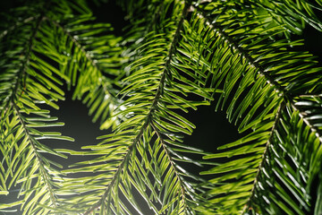 The branch of the Christmas tree in close-up.