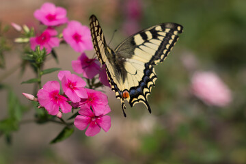 Fototapeta na wymiar A sailboat butterfly on pink flowers, with a blurred background. Papilio Machaon is eating in profile. Swallowtail looking for nectar on phlox flowers. Copy space. Beautiful picture of flora