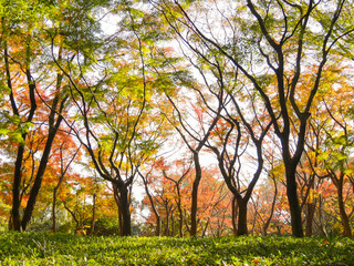 紅葉5　ヤマモミジ