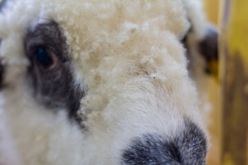 lamb with white and soft wool. ram looks at the camera. contact zoo. animals in the aviary.
