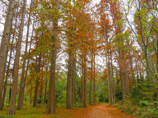 Obraz premium ラクウショウの紅葉1