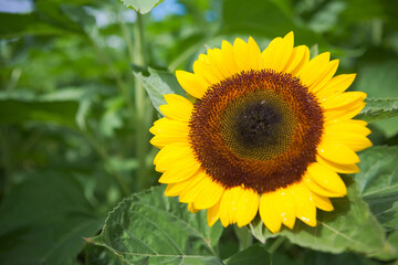 雨上がりのひまわり	