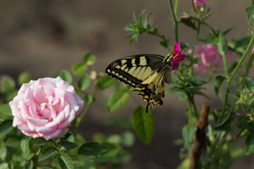 Close-up of a delicate rose and swallowtail butterfly on small phlox flowers. Sunny day. Beautiful yellow butterfly in the garden among pink flowers and greenery. copy space