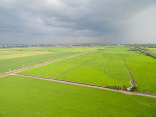 Field rice with landscape green pattern nature background
