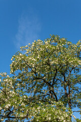 trees in the park filled with beautiful white flowers under the blue sky on a sunny day