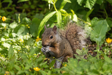 Naklejka na ściany i meble close up of a cute grey squirrel eating some seeds on the ground surrounded by green grasses