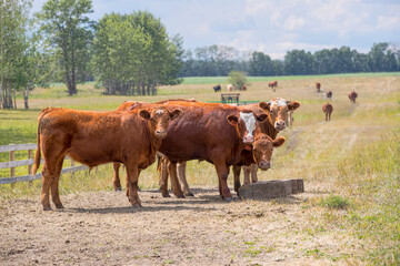 A herd of beef cattle standing in a field