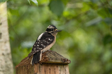 close up of a woodpecker resting on top of a wooden stick in the park under the shade