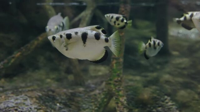 Archerfish Swimming In Clear Water At Umino-Mori Aquarium In Sendai, Japan. close up