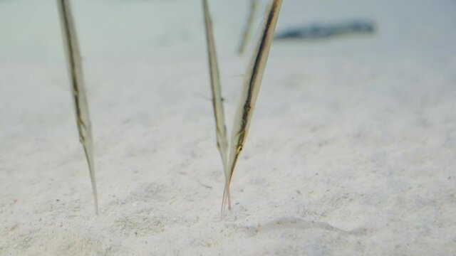 Shrimpfish (Aeoliscus strigatus) close-up in Uminomori Aquarium in Sendai, Japan