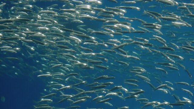 Beautiful school of sardines at the Uminomori Aquarium in Sendai, Japan