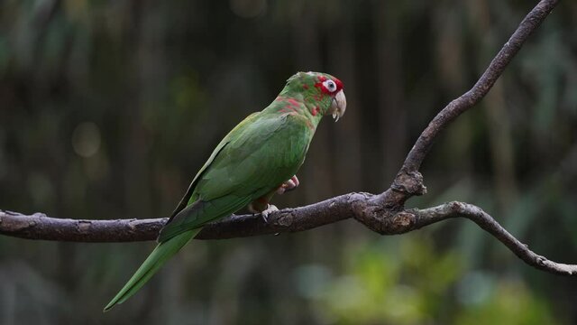 Red masked mitred parakeet, psittacara mitratus perching on tree branch, feeding on fresh fruit against dark forest woodland environment, 4K static shot.