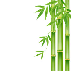 Fototapeta na wymiar Realistic green bamboo tree leaf on white square background. Image illustration