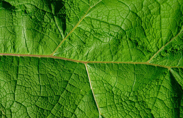 Green leaf burdock. Selective focus.
