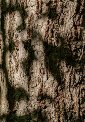 Tree bark texture closeup. Selective focus.