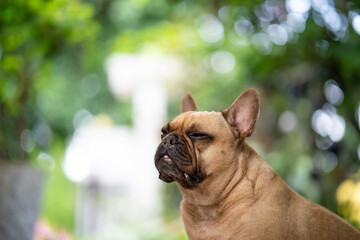 Sleepy French bulldog sitting indoor.