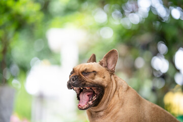 Yawning lazy French bulldog indoor